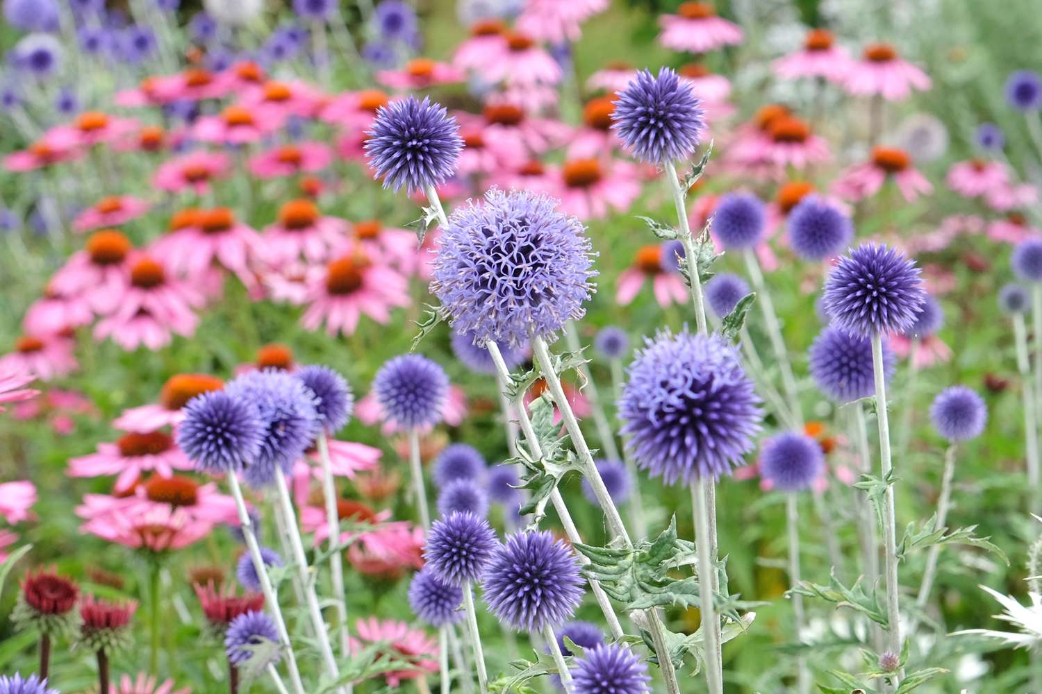 Siperianpallo-ohdake 'Veitch's Blue' (Echinops ritro)